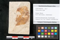Foto (Objekt + Etikett) von Arbutus serra Unger (NHMW-GEO-2024-0188-8181)